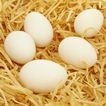卖签名土鸡蛋 诚信创出个人品牌
