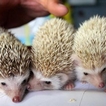 养殖项目受关注 刺猬养殖效益高